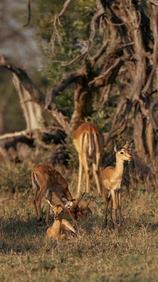 Nomads Den Private Villa With Heated Pool On Hoedspruit Wildlife Estate Riverbed Экстерьер фото